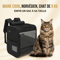 Maine Coon, grand format