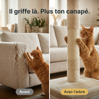 Avant / après : le chat griffe le sisal de l'arbre plutôt que le canapé